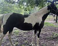 all-around-spotted-saddle-horse