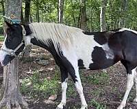 breeding-spotted-saddle-horse