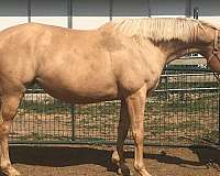 cremello-palomino-thoroughbred-mare
