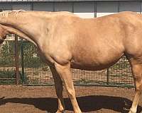 cremello-palomino-thoroughbred-broodmare
