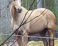 cremello-palomino-thoroughbred-foal
