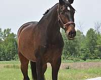 projec-gelding