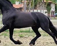 san-diego-friesian-horse