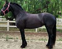 friesian-horse