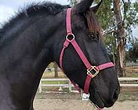 california-friesian-horse