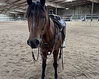 sock-rh-horse