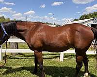 bay-sock-rh-horse