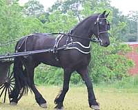 athletic-friesian-horse