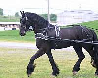 driving-friesian-horse