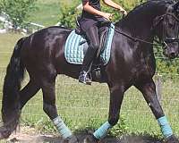 eventing-friesian-horse