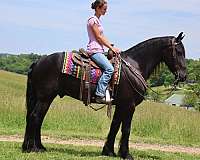 harness-friesian-horse