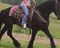lesson-friesian-horse