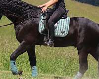 longe-line-friesian-horse