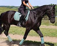 parade-friesian-horse