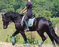 performance-friesian-horse