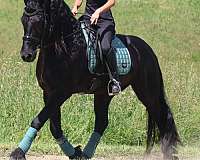 pleasure-driving-friesian-horse