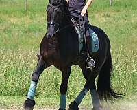 ridden-english-friesian-horse