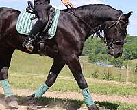 ridden-western-friesian-horse