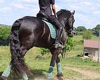 sport-friesian-horse