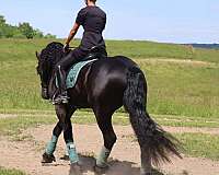 dressage-friesian-horse