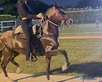 trailriding-paso-fino-horse