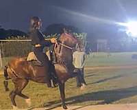 endurance-riding-paso-fino-horse