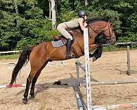companion-holsteiner-horse