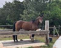 dressage-holsteiner-horse