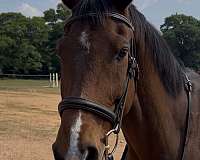 eventing-holsteiner-horse