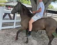 all-around-paso-fino-horse