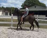 beginner-paso-fino-horse