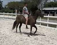 companion-paso-fino-horse