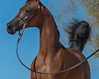 halter-performance-mare-yearling