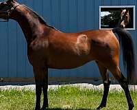 arabian-mare-yearling