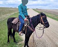 13-hand-mustang-gelding
