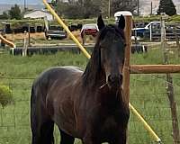 brown-mustang-for-sale