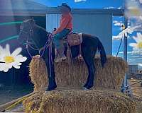 brown-mustang-gelding