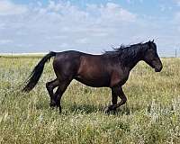 13-hand-brown-horse