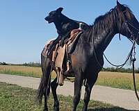 13-hand-gelding