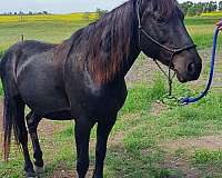 13-hand-mustang-horse
