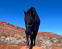 brown-gelding-for-sale