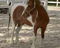 pinto-all-around-kid-safe-pony