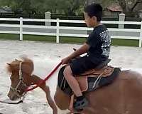 all-around-kid-safe-pony