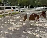 pinto-pony-gelding