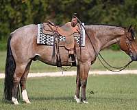 athletic-quarter-horse