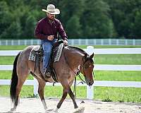 beginner-quarter-horse