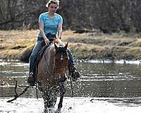 dressage-quarter-horse