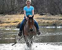 drill-team-quarter-horse