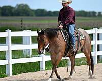 cowboy-mounted-shooting-quarter-horse