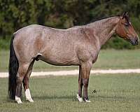 foundation-quarter-horse